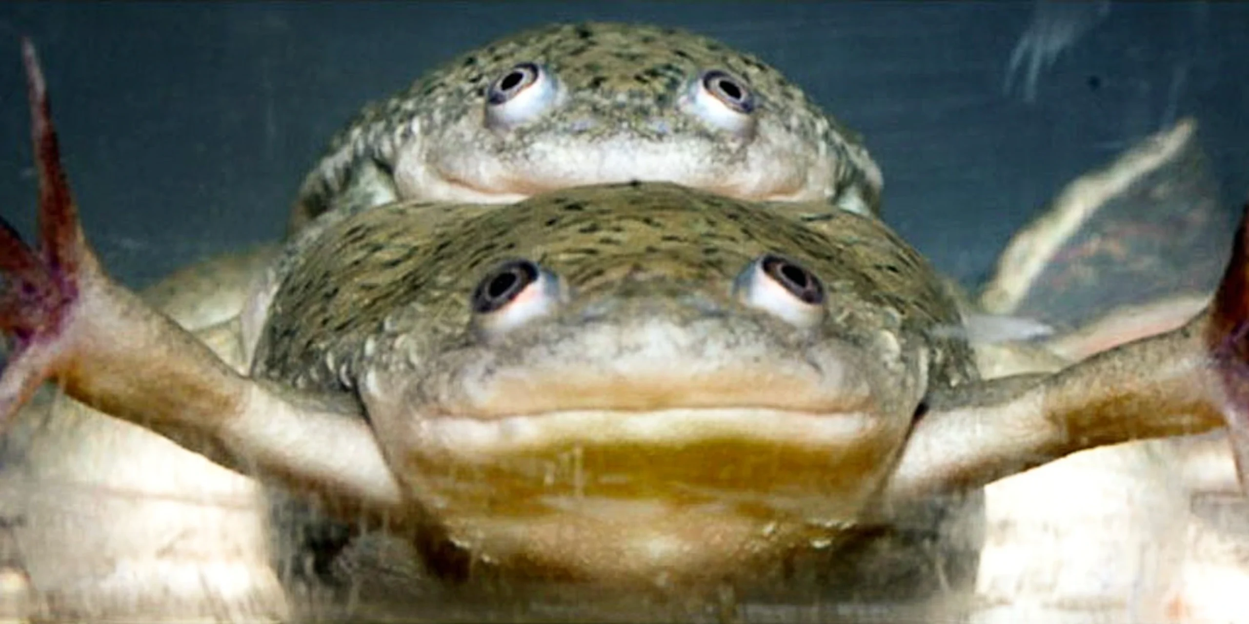 A healthy male frog (bottom) mates with a male turned female by exposure to the chemical atrazine.